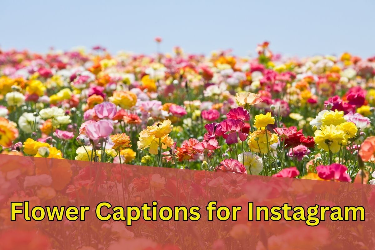 Flower Captions For Instagram BrainyCaption