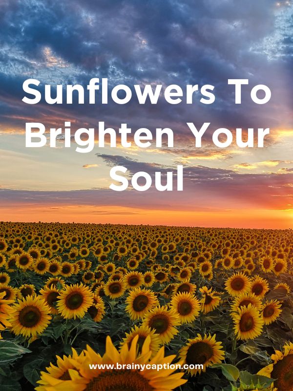 Short Sunflower Captions- Sunflowers to brighten your soul